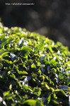 お茶の木